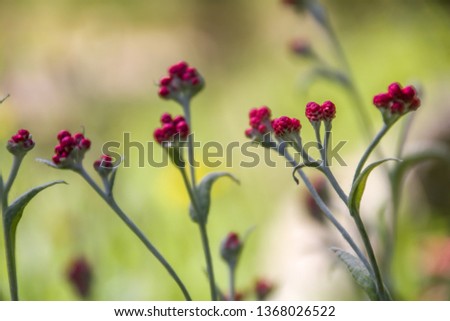 Helichrysum sanguineum - aka Red Everlasting flowers, Red cud-weed, blooms at late spring in the Mediterranean region, The Judean mountains, Israel 