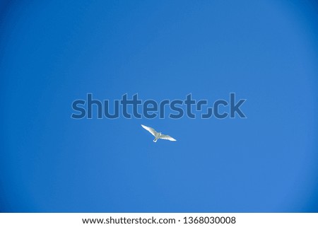 Flying seagulls in the sky