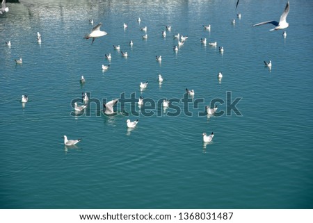 Seagulls swimming in the water in the harbor near the boats	