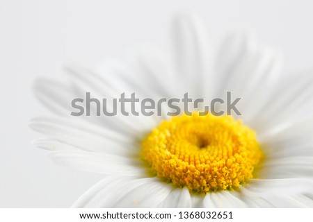 Leucanthemum vulgare, commonly known as the ox-eye daisy, oxeye daisy, dog daisy Royalty-Free Stock Photo #1368032651