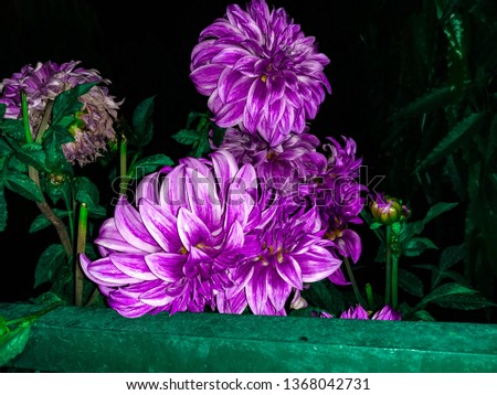 the night photography of very beautiful images of indian flower dahlia