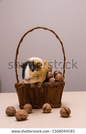 Funny guinea pig on basket with walnuts