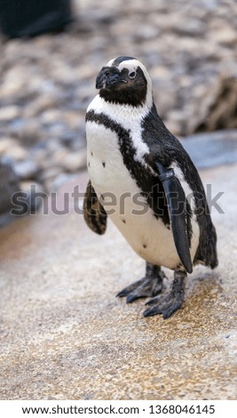Black footed penguin standing and looking towards you.