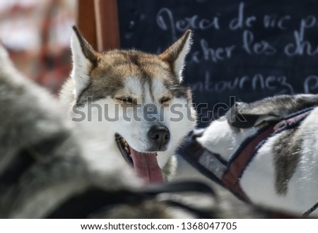 Dog breed Husky napping in the sun. Dog .