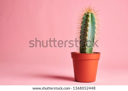 Green cactus on a pink background. Minimal art galler