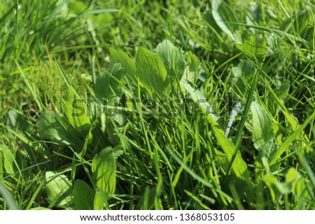 Varieties of wild grass. Stock photo.