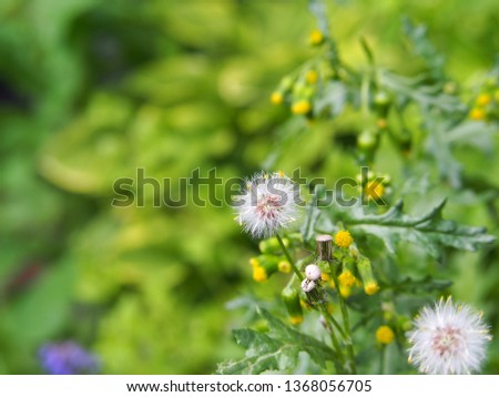 Senecio vulgaris -, old-man-in-the-Spring. Photo taken in Poland, Europe