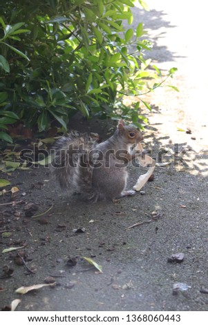 squirrel eating bread 