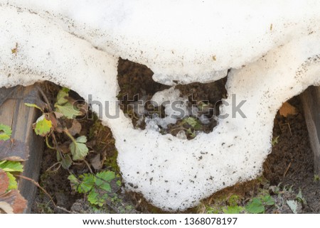 Snowdrift thaws in early spring in the garden