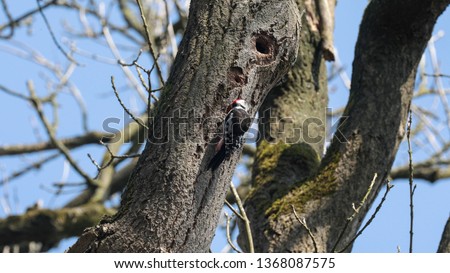 Middle spotted woodpecker excavates a nest hole