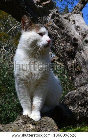 domestic cat sitting on a tree