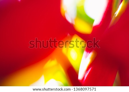 Abstract floral blurred background. Tropical palm leave backdrop