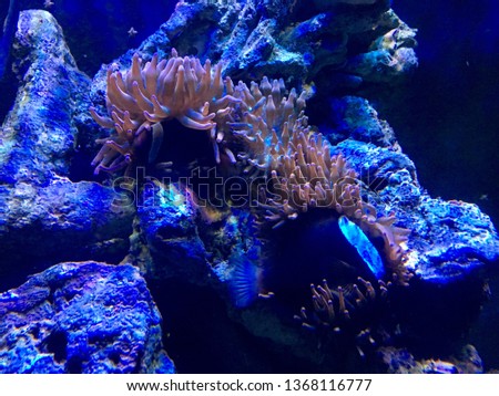 Reef tank fish