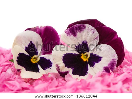pansy flower on rose petals