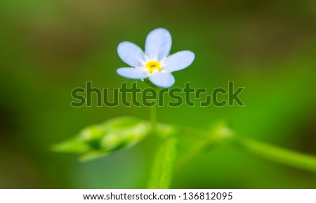 blue flower blooming in the meadow