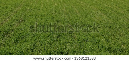Background of the green field. Green grass texture for background.