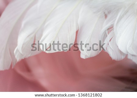 white feather image