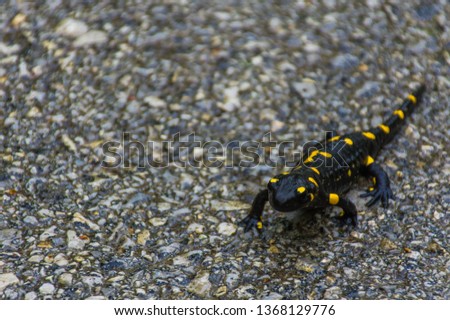 Black and yellow fire salamander crossing a driveway on a rainy day