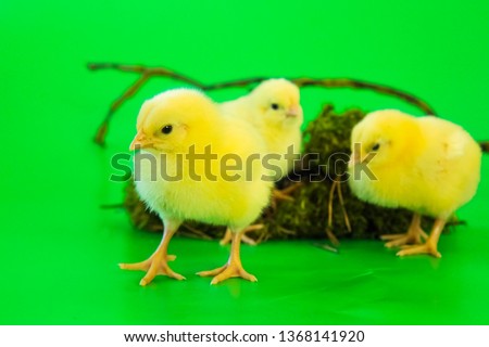 A group of little chickens chicks on a green screen background with natural Easter decorations 