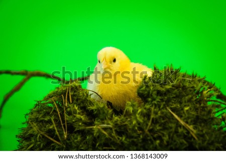 A little chicken chick on a green screen background with natural Easter decorations 