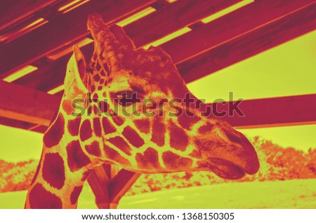 Close up of Giraffe head in Park with yellow and red filter