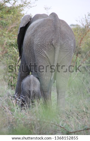 A mother and baby elephan walk in the bush in south africa