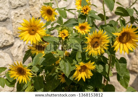 Blooming sunflowers against the background of a limestone wall