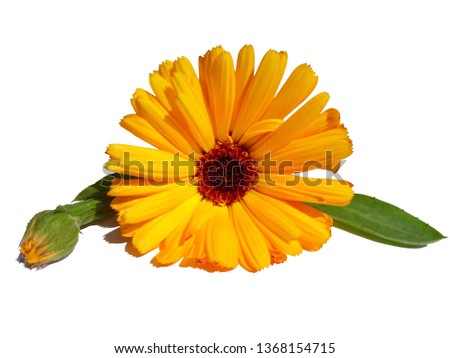 Calendula. Marigold flower leaf isolated on white background. Calendula cup (Marigold flower) leaf natural summer flower. Calendula officinalis medicinal plant petals & herb leaves - healthy concept