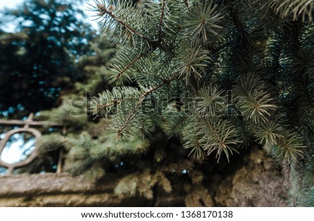 fir tree branch texture background. Green tree in the summer forest with copy space.