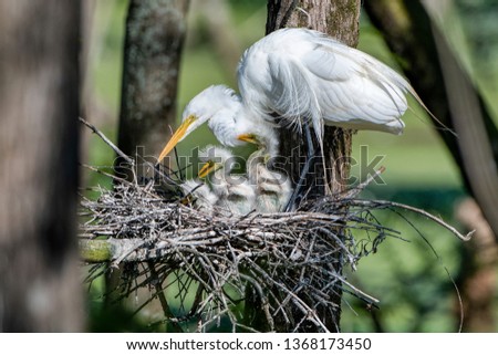 Mother Great White Egret Tending to her Nestlings at Rookery in Louisiana  Royalty-Free Stock Photo #1368173450