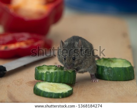 House Mouse in Kitchen Royalty-Free Stock Photo #1368184274