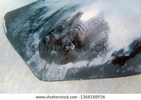 Large stingray on the sandy bottom. Underwater photography, scuba diving with ocean animal. Stingray, detail of head. Marine life picture. Aquatic wildlife - ray on the sand.