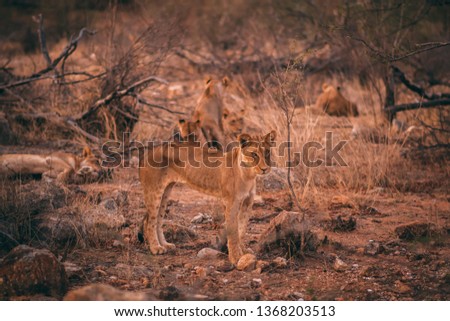 Young male lion standing in the African bush, looking shy into the camera, with the rest of the pride in the background, in Kruger National Park, South Africa