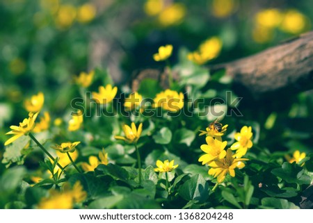 Scenic picture of early spring yellow wildflowers with a honey bee on foreground. Sunny day, vivid colours. 