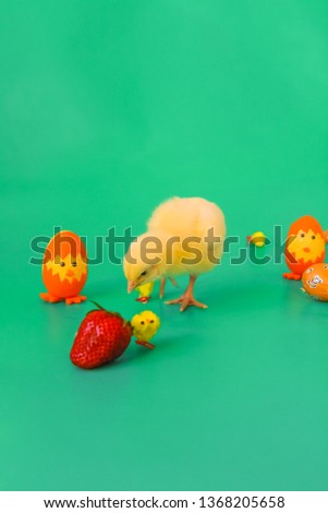A small curious chicken chick on the turquoise background with Easter colorful decorations and eggs