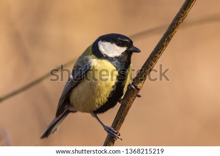 Bright tit sits on a branch in the park and looks at the photographer. City birds. Blurred background. Close-up. Wild nature. Spring soon.