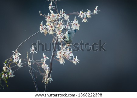 Female sunbird collecting nectar from a wild flower at spring