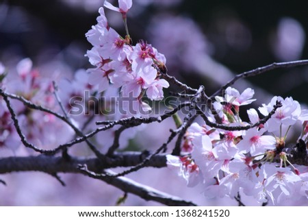 Japanese national flower cherry blossom