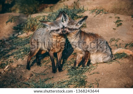 Couple of bat-eared foxes playing