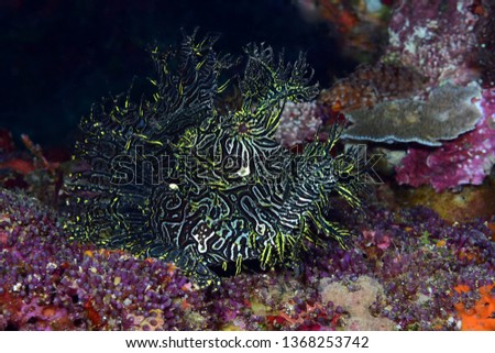 Incredible Underwater World - Lacy scorpionfish - Rhinopias aphanes. Papua New Guinea, Milne Bay. 