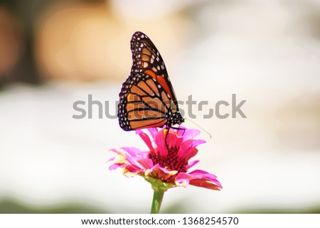Monarch butterfly landing on red-pink zinnia against blurred bokeh background