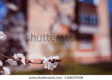 Flowering branch of apricot tree. Spring flowering trees. Macro photography of an open flower. Apartment house.