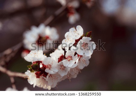Flowering branch of tree. Spring flowering trees. Macro photography of an open flower.