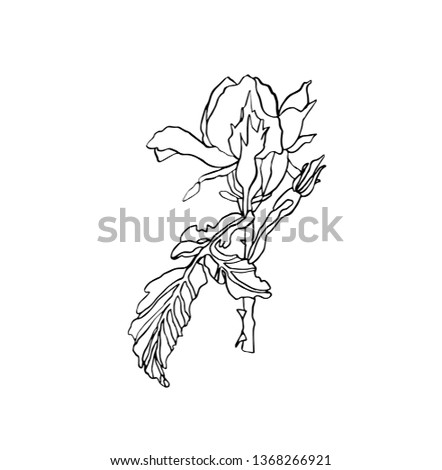 Decorative vector illustration ink drawing rose flower with leaves on white background