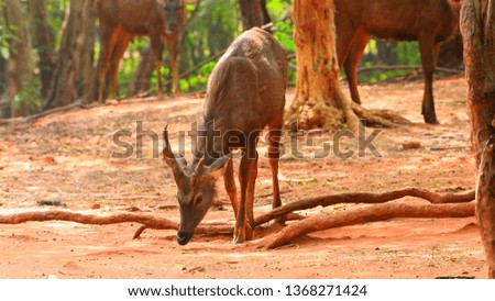 Horned deer in the forest