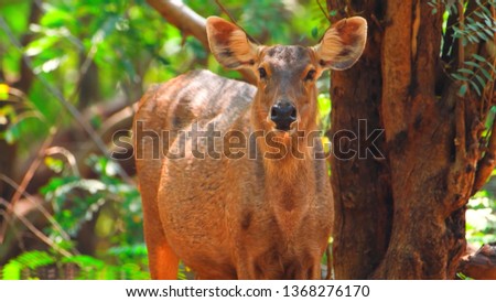 Forest deer close up copy