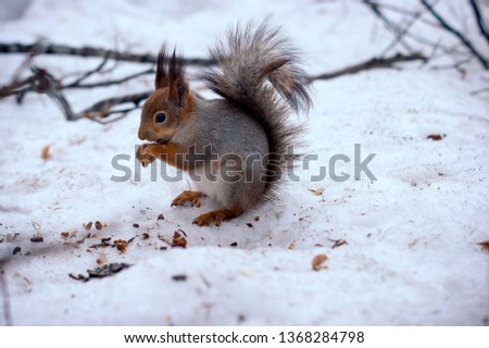Squirrel eating in the snow. Wildlife.