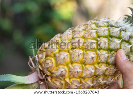 Tropical pineapple fruit shot in selective focused mode, the fruit has sweet and sour taste and is rich with vitamin and mineral 