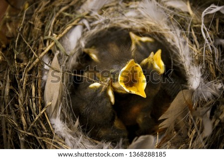 Eurasian blackbird nest in the woods