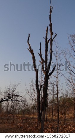 Dry Tree in forest 